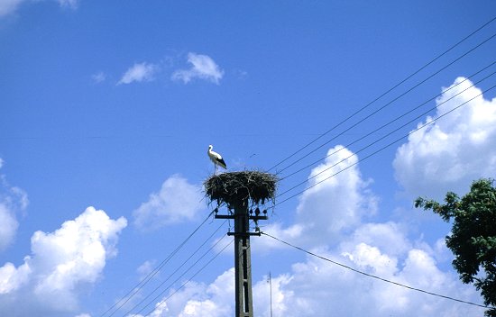 In jedem Dorf gibt es Storchennester