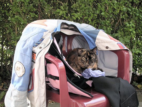 Eine Fee hat mich geküsst, so wurde aus Carlo der Kater Carlo