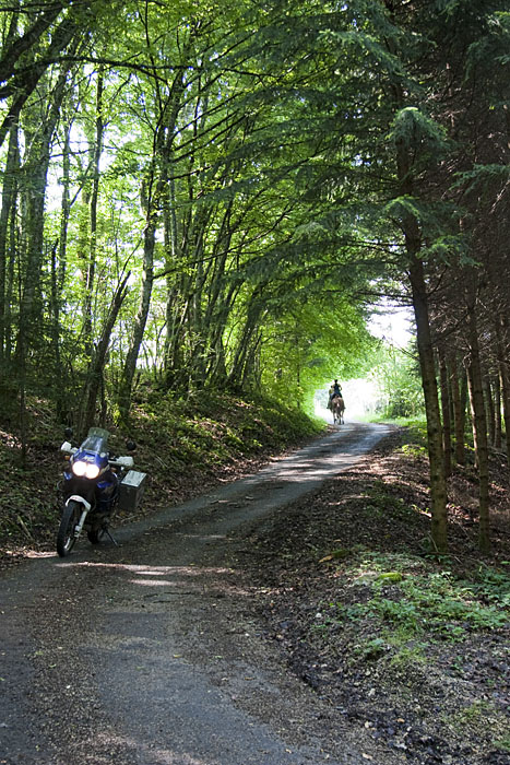Durch den dunklen Wald