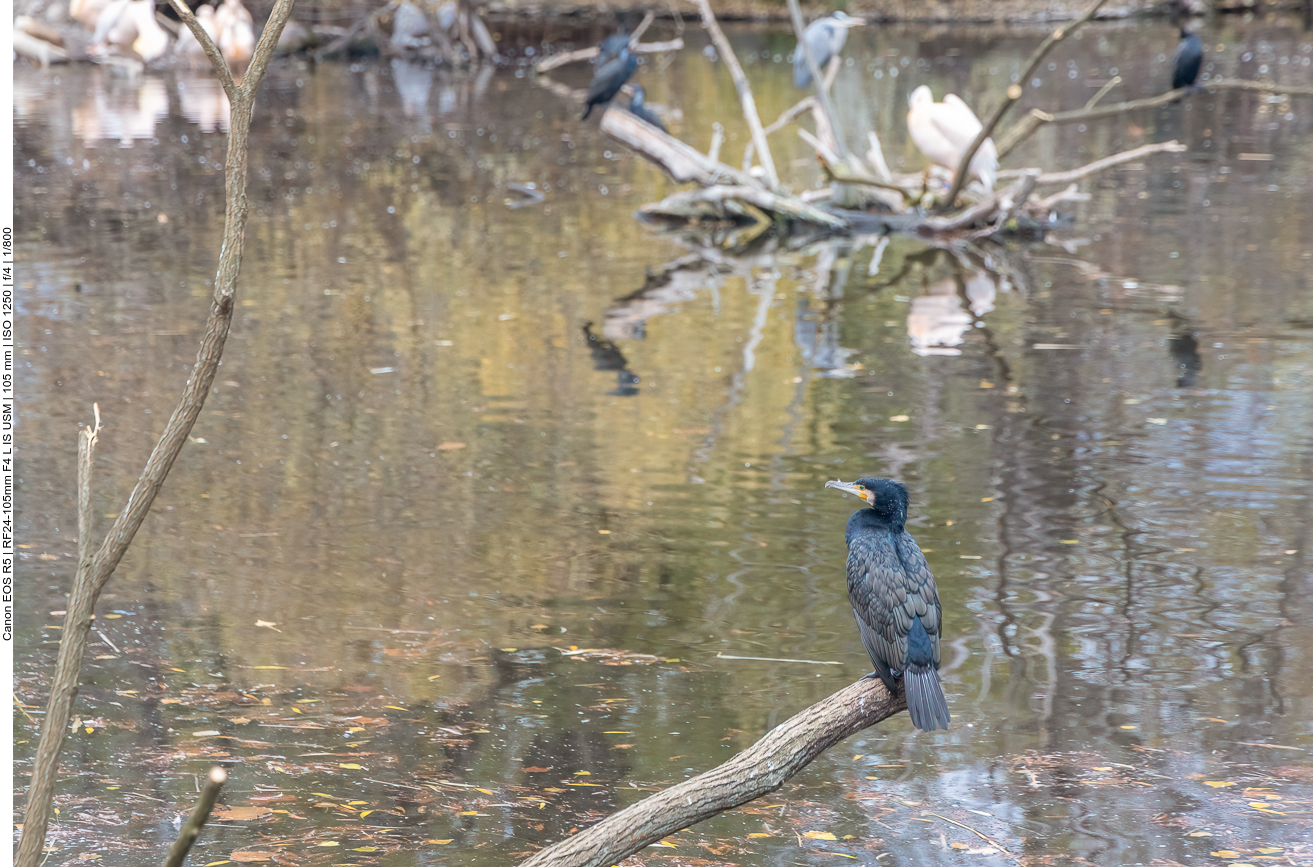 Kormoran