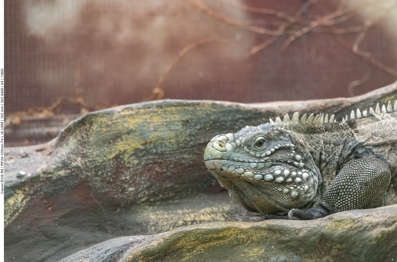 Leguan