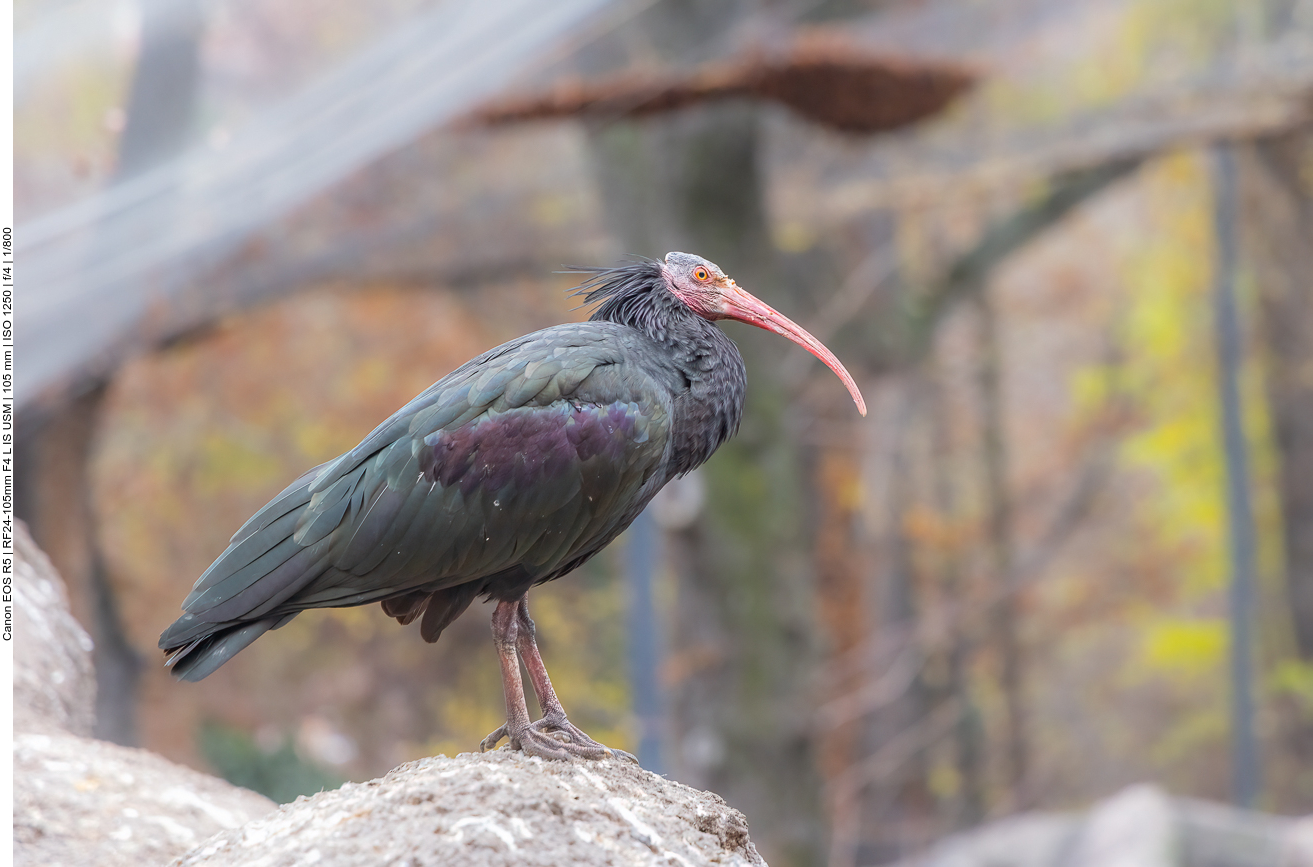 Waldrapp