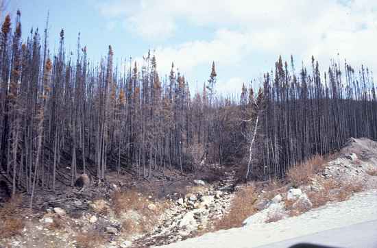 Waldbrände sind im Sommer alltäglich