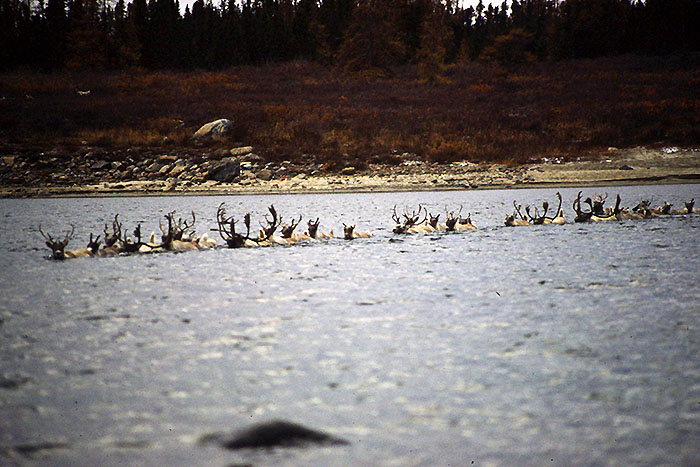 Karibus durchqueren den Whale River in Nord-Quebec