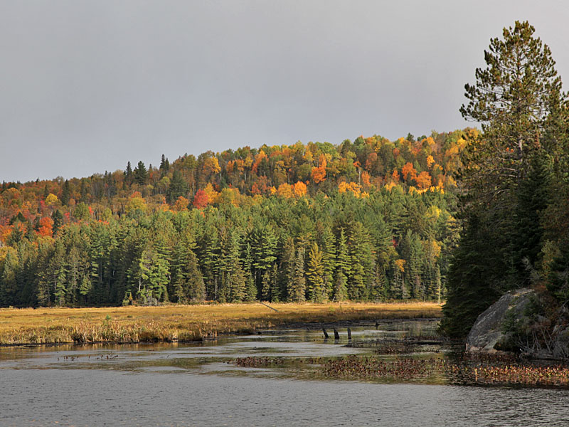 Herbstliche Wälder
