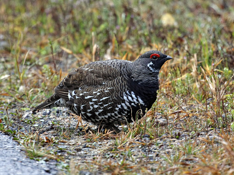 Moorhuhn