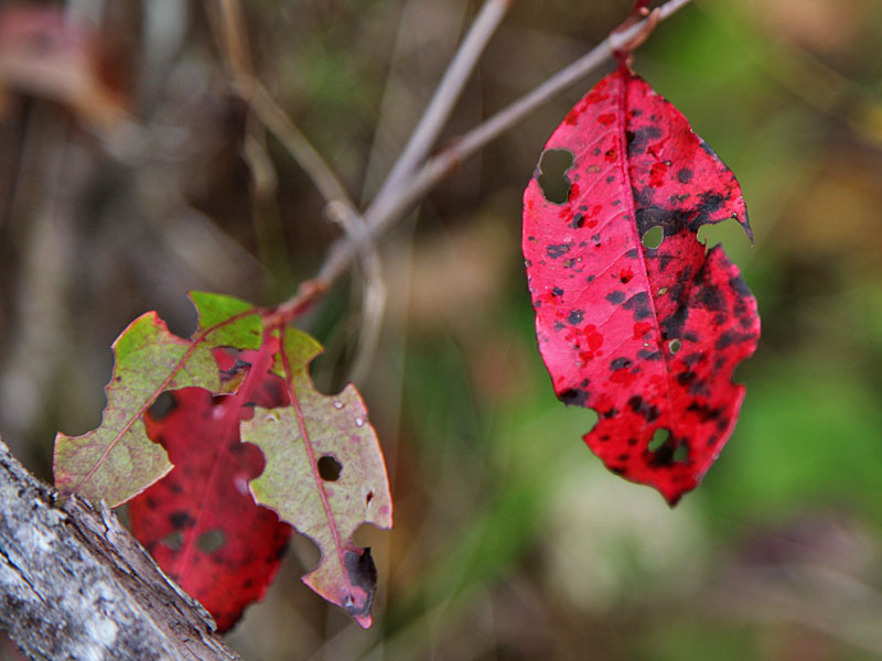 Herbstlaub