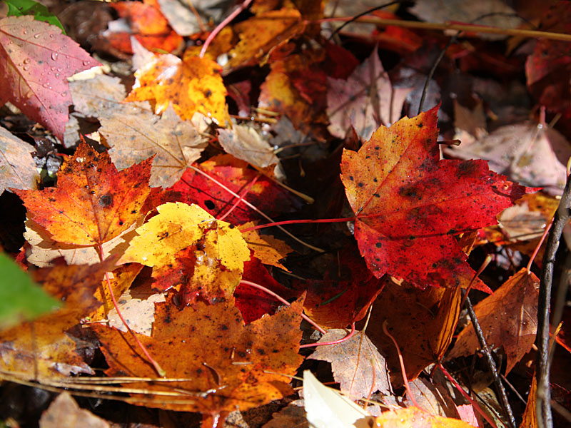 Herbstlaub