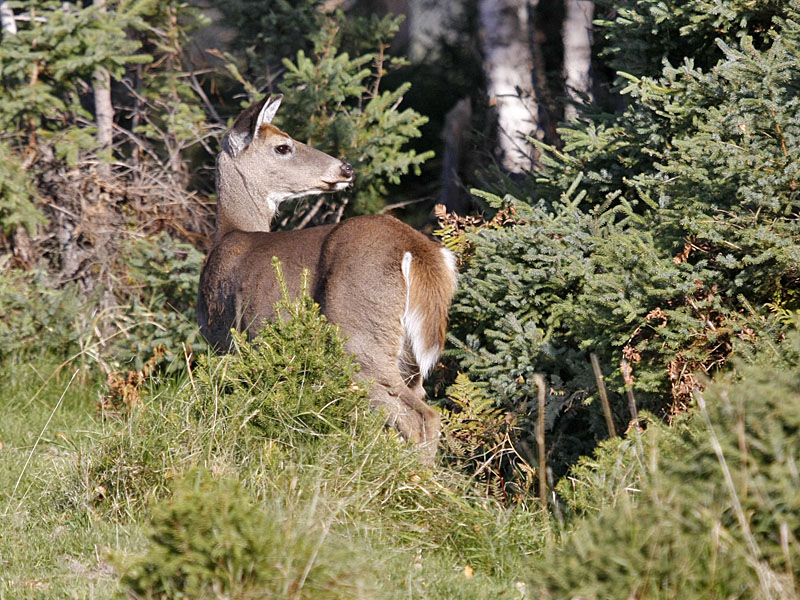 Hirschkuh