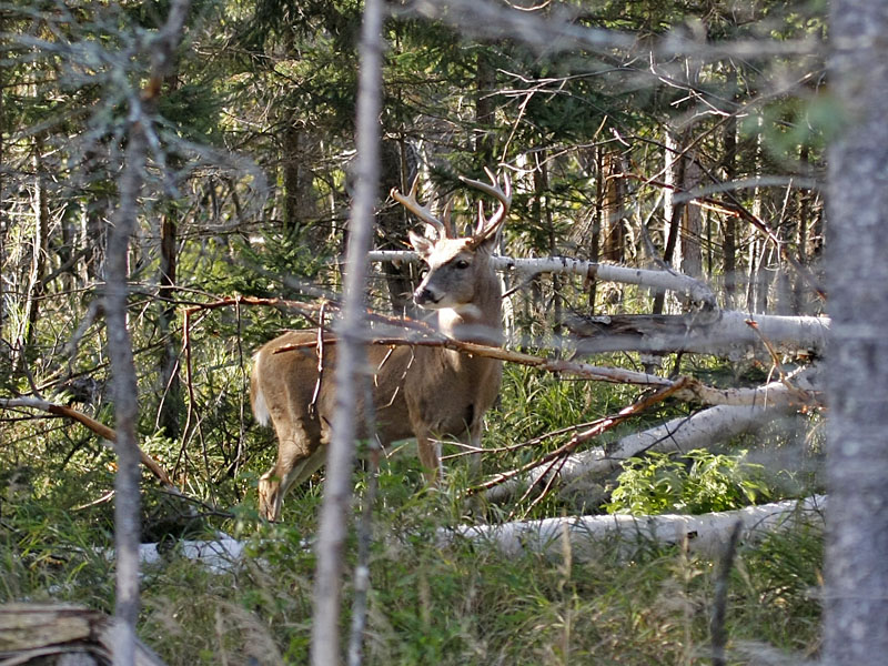 Hirsch im Dickicht
