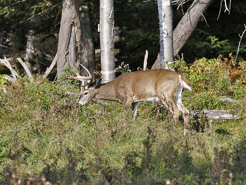 Hirsch am Waldrand
