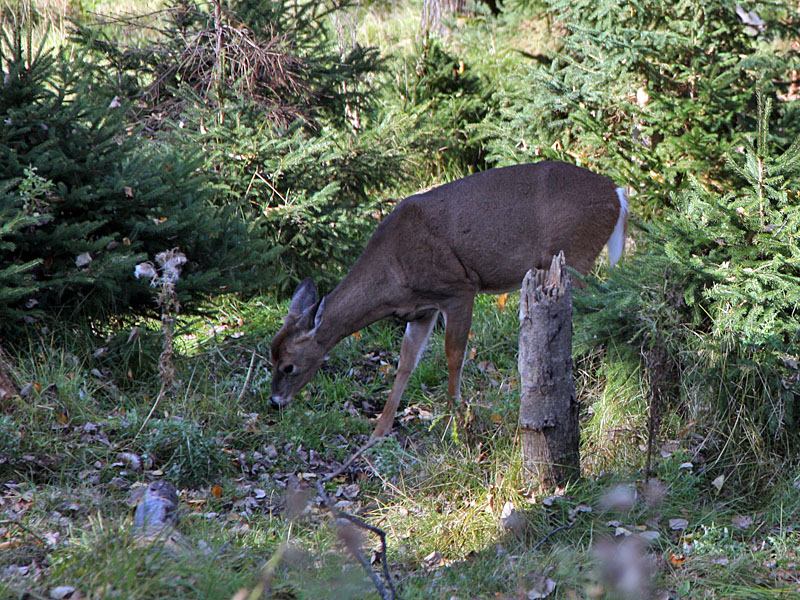 Hirschkuh