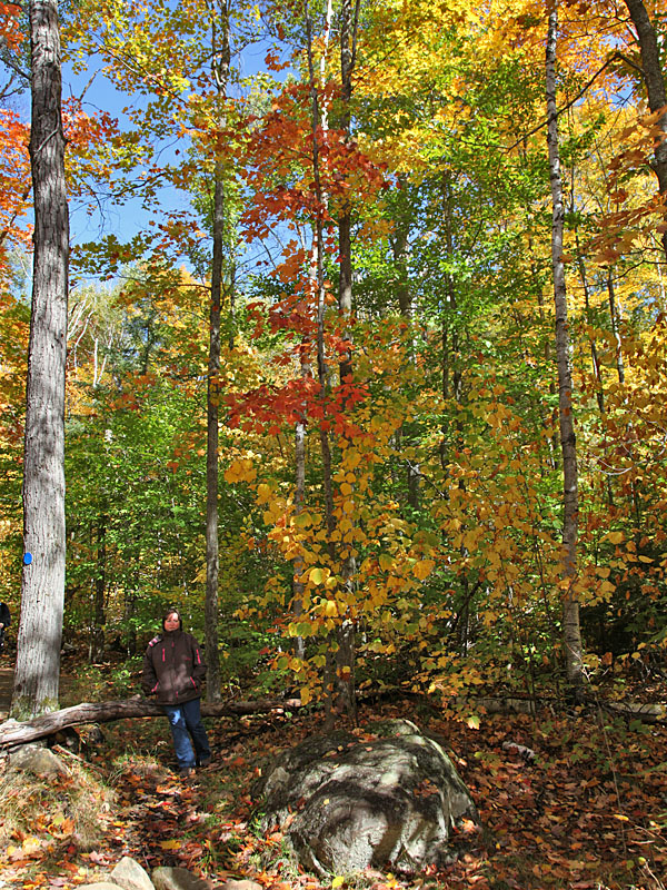 Indian Summer