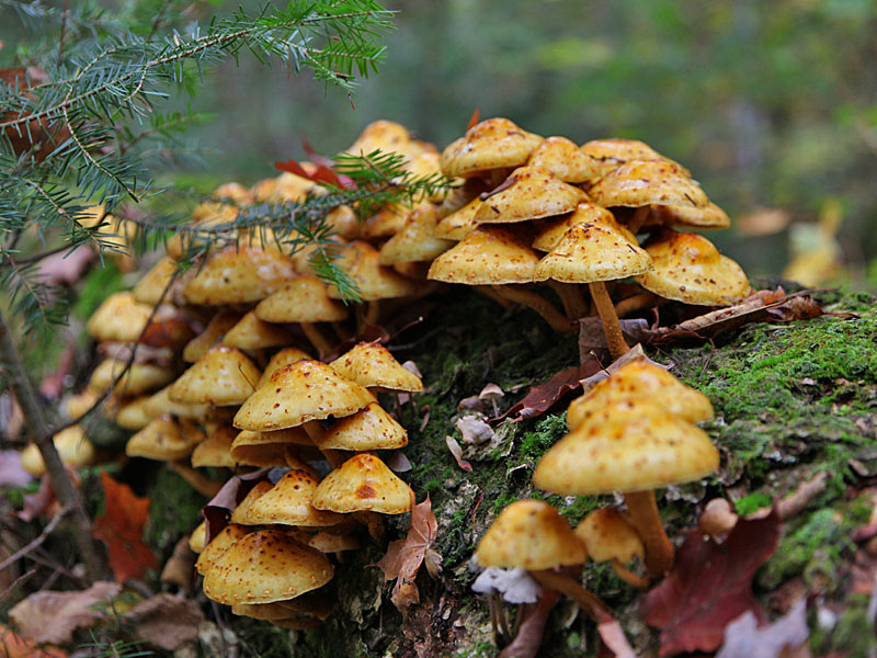 Pilze auf einem Baumstamm