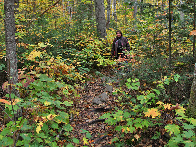 Weiter durch den dichten Wald