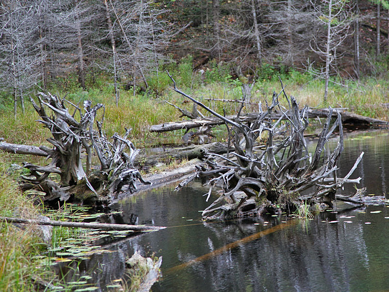 Bizarre Holzskulpturen