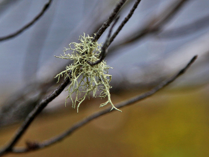 Flechte am Baum