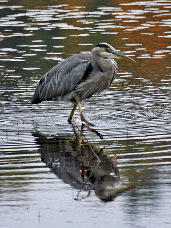 Nochmal der Reiher