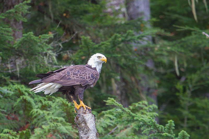 Ein letzter Gruß vom Adler