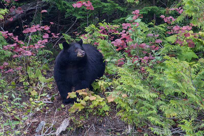 Amerikanischer Schwarzbär [Ursus americanus]