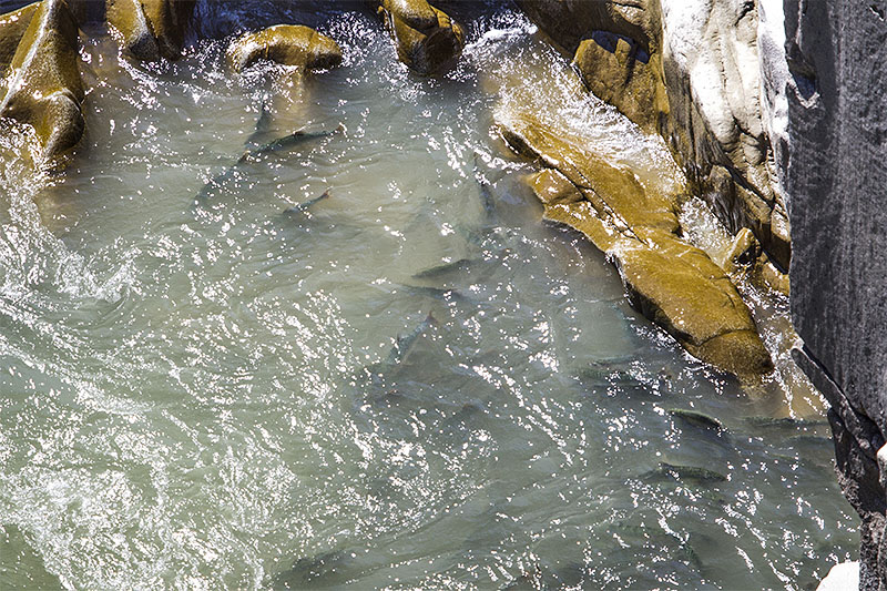 ... kann man Lachse im Fluss beobachten