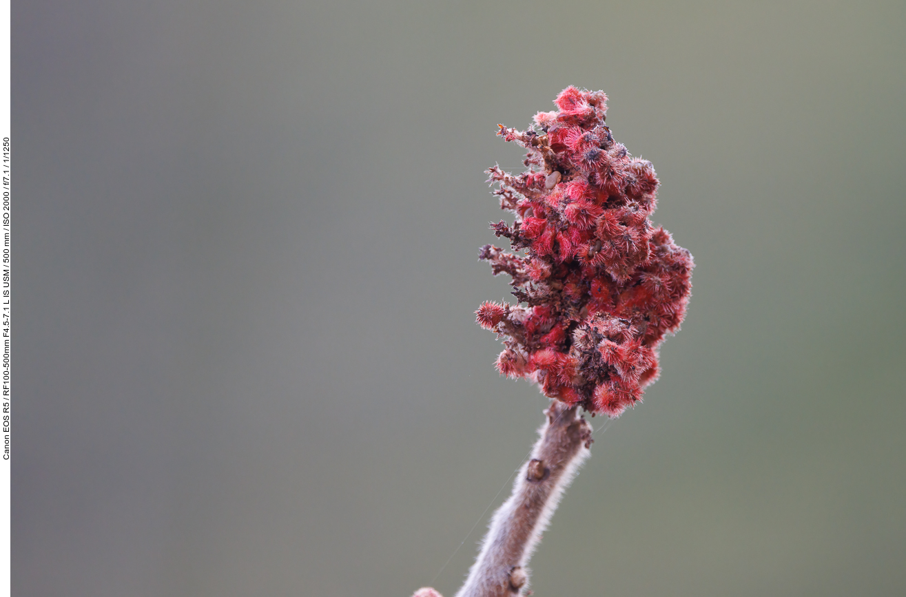Essigbaum [Rhus typhina]