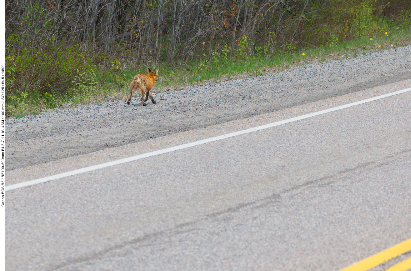 Unterwegs sehen wir einen Fuchs an der Straße ...
