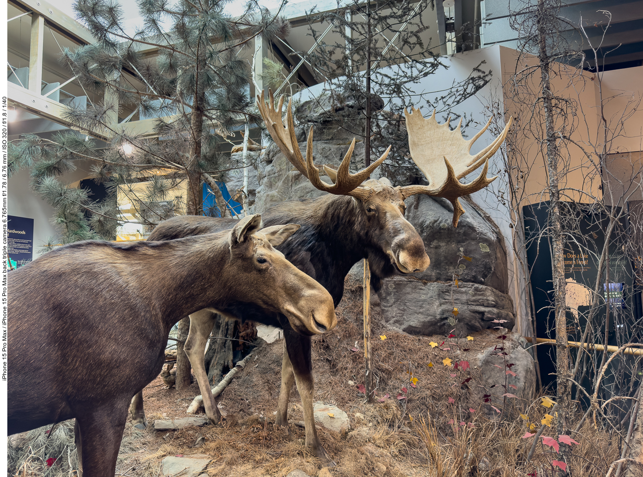 Im Algonquin Park soll es ja viele Tiere geben ...