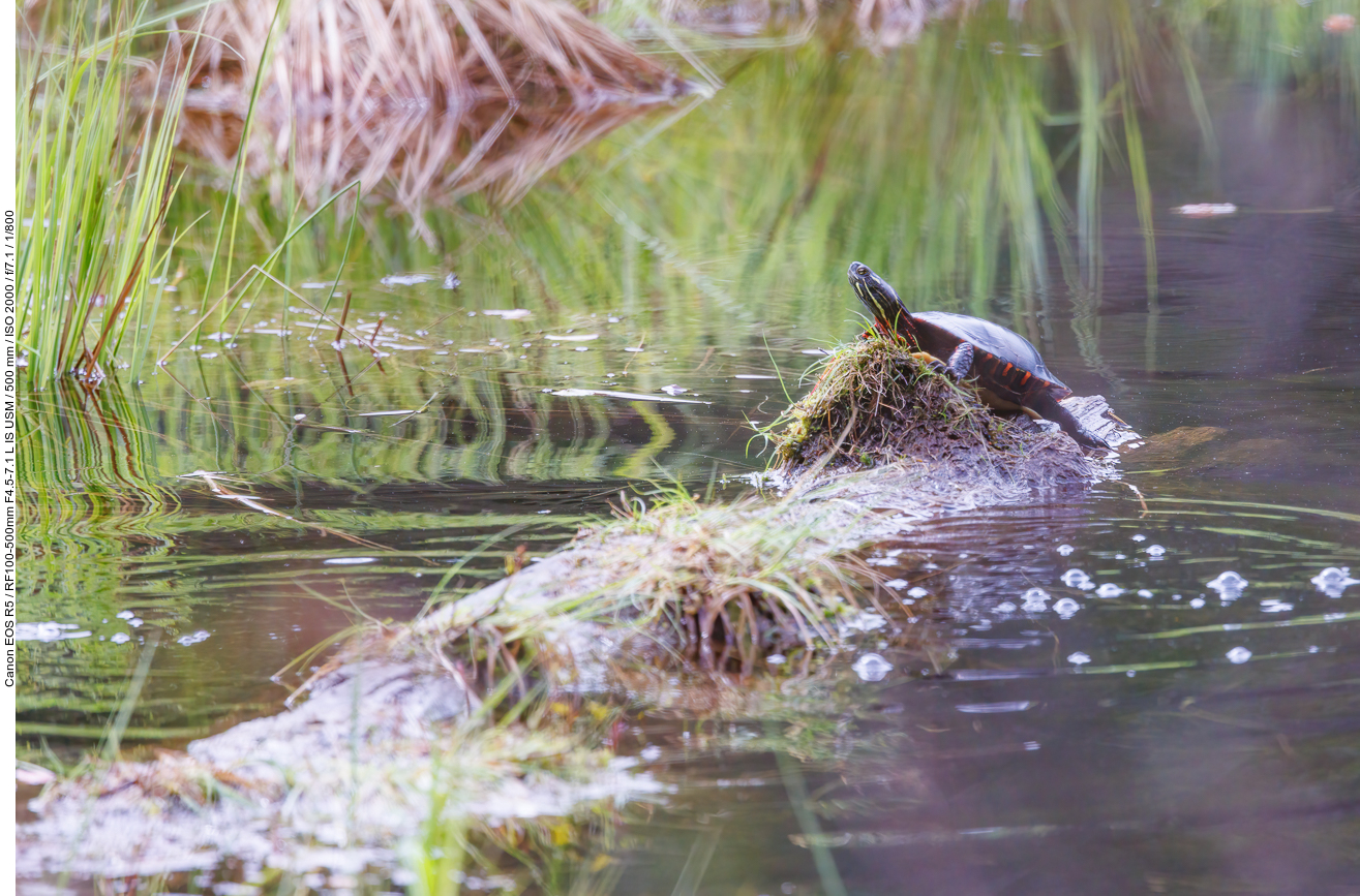 Zierschildkröte (Western painted turtle) [Chrysemys picta]