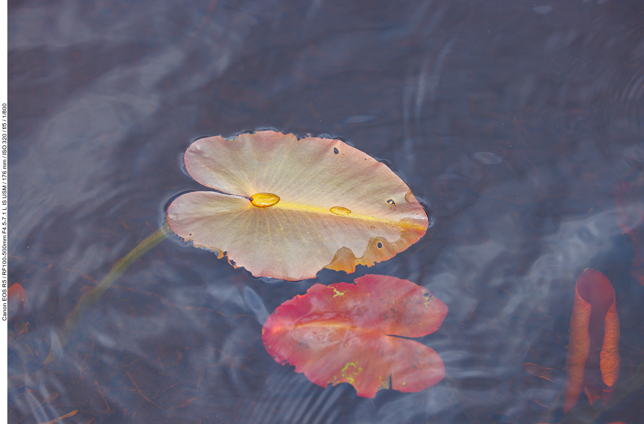 Blätter der Gelben Seerose [Nuphar lutea]
