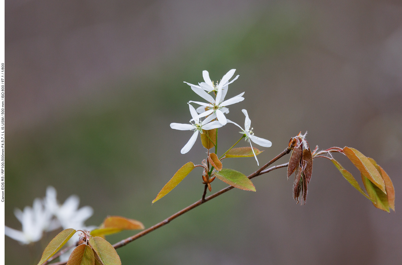 Kahle Felsenbirne [Amelanchier laevis Wiegand]