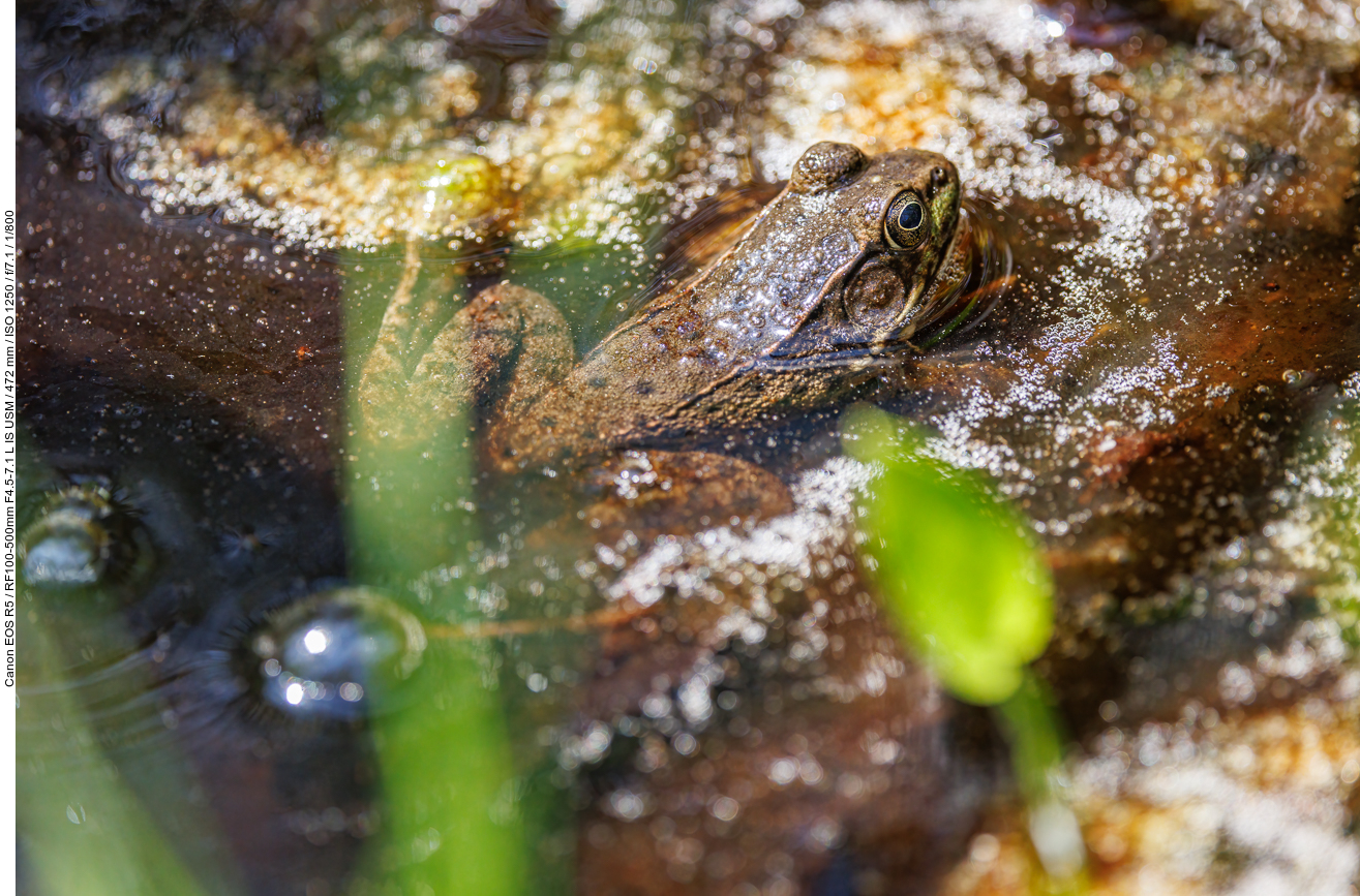 Schreifrosch (Green frog) [Lithobates clamitans]