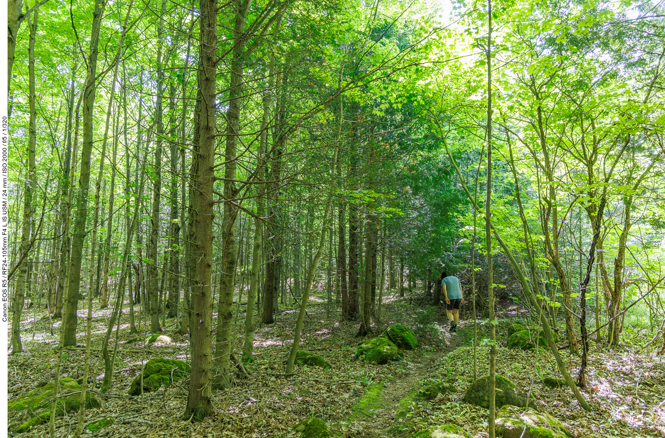 Hinter dem Campground geht es direkt in den dichten Wald