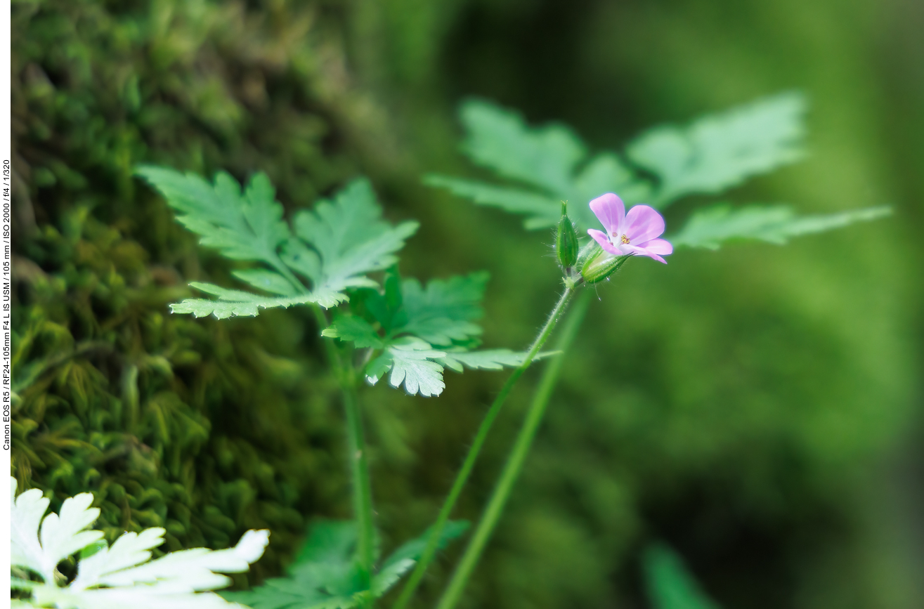 ... beherbergen zarte Pflanzen, z. B. den Stinkenden Storchenschnabel [Geranium robertianum] ...