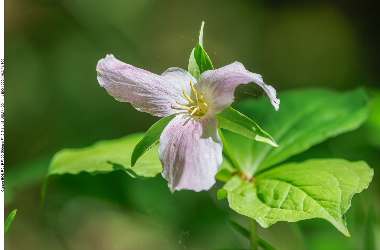 ... oder auch die Großblütige Waldlilie [Trillium grandiflorum]