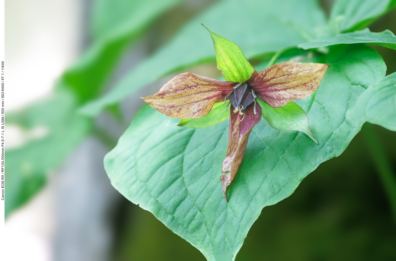 ... Dreizipfel-Lilien [Trillium erectum]