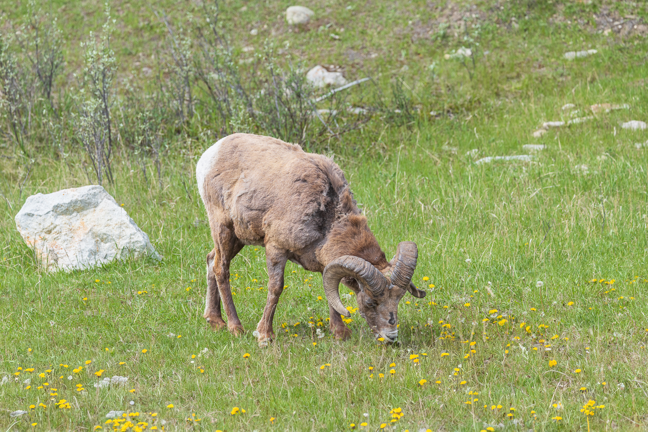 Männliches Dickhornschaf [Ovis canadensis] (Bighorn)