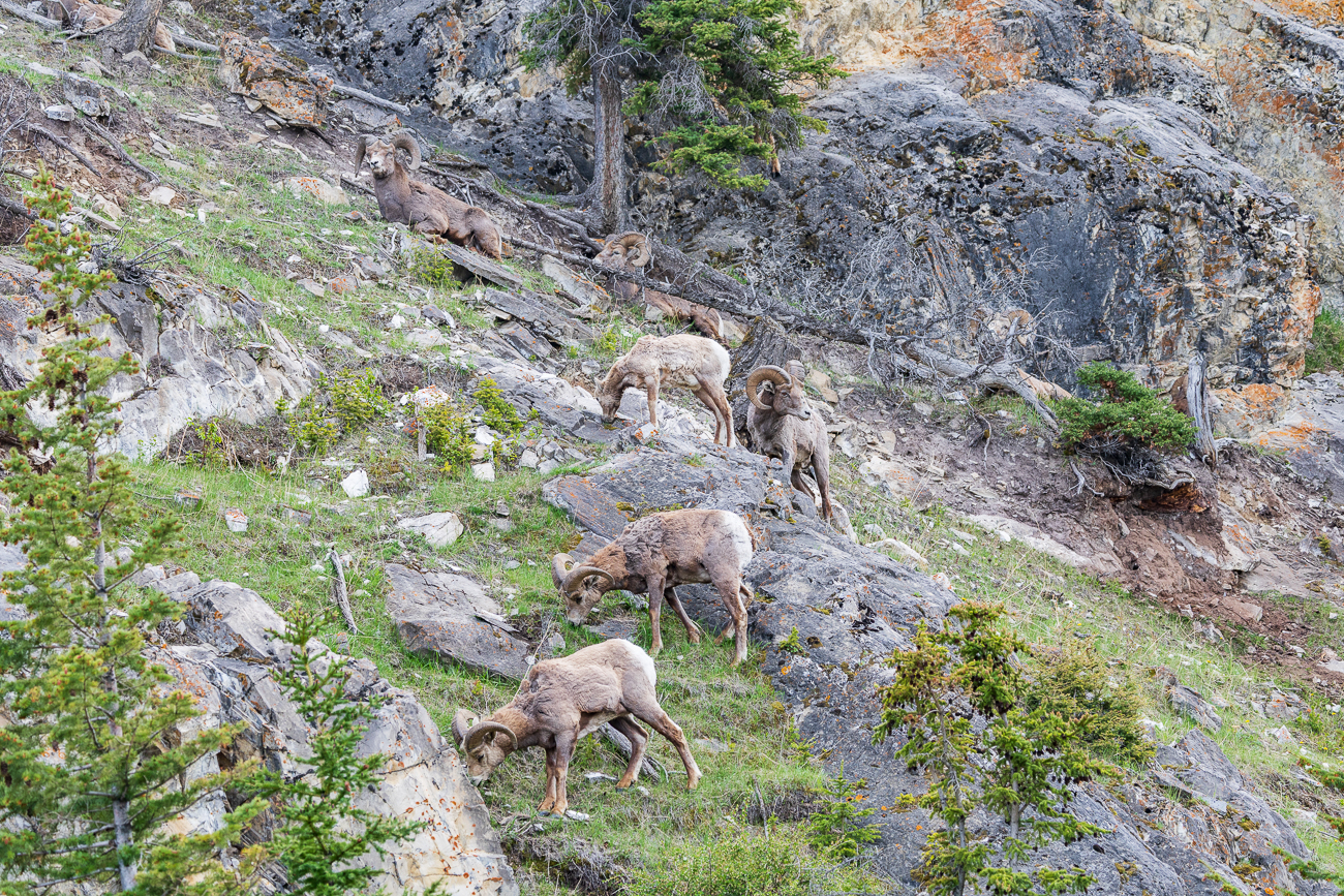 Bighorns an einer Wand neben der Straße