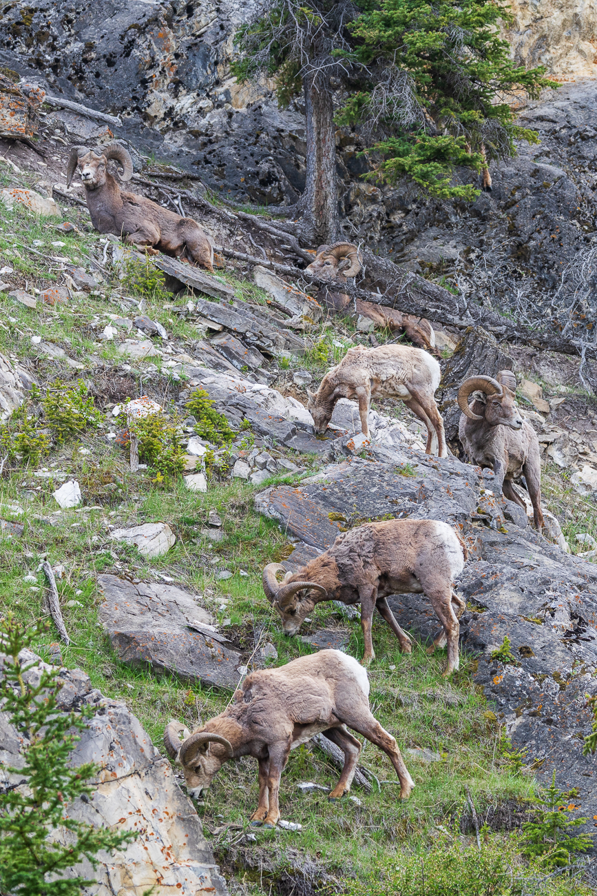 Bighorns an einer Wand neben der Straße