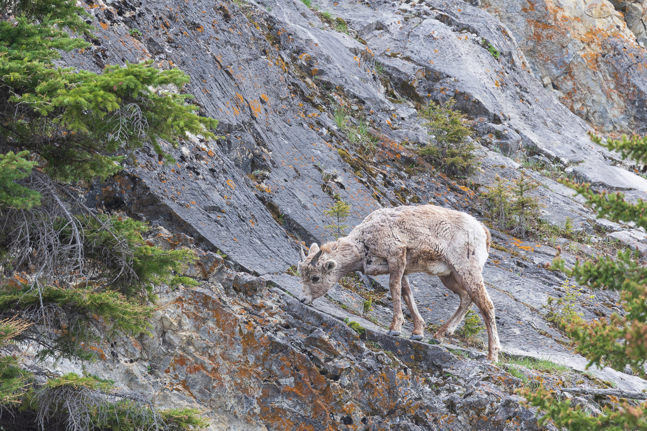 Junges Bighorn