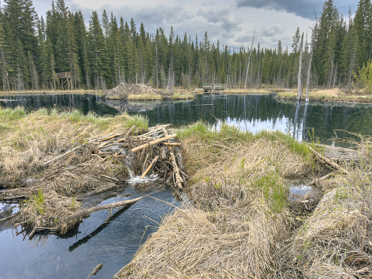 Statt in Alaska sind wir nun in Hinton an einem Biberteich