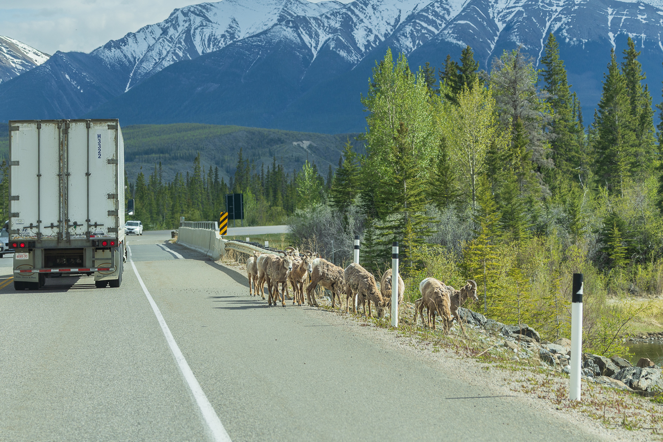 Etwas später treffen wir auf eine Herde Bighorns ...