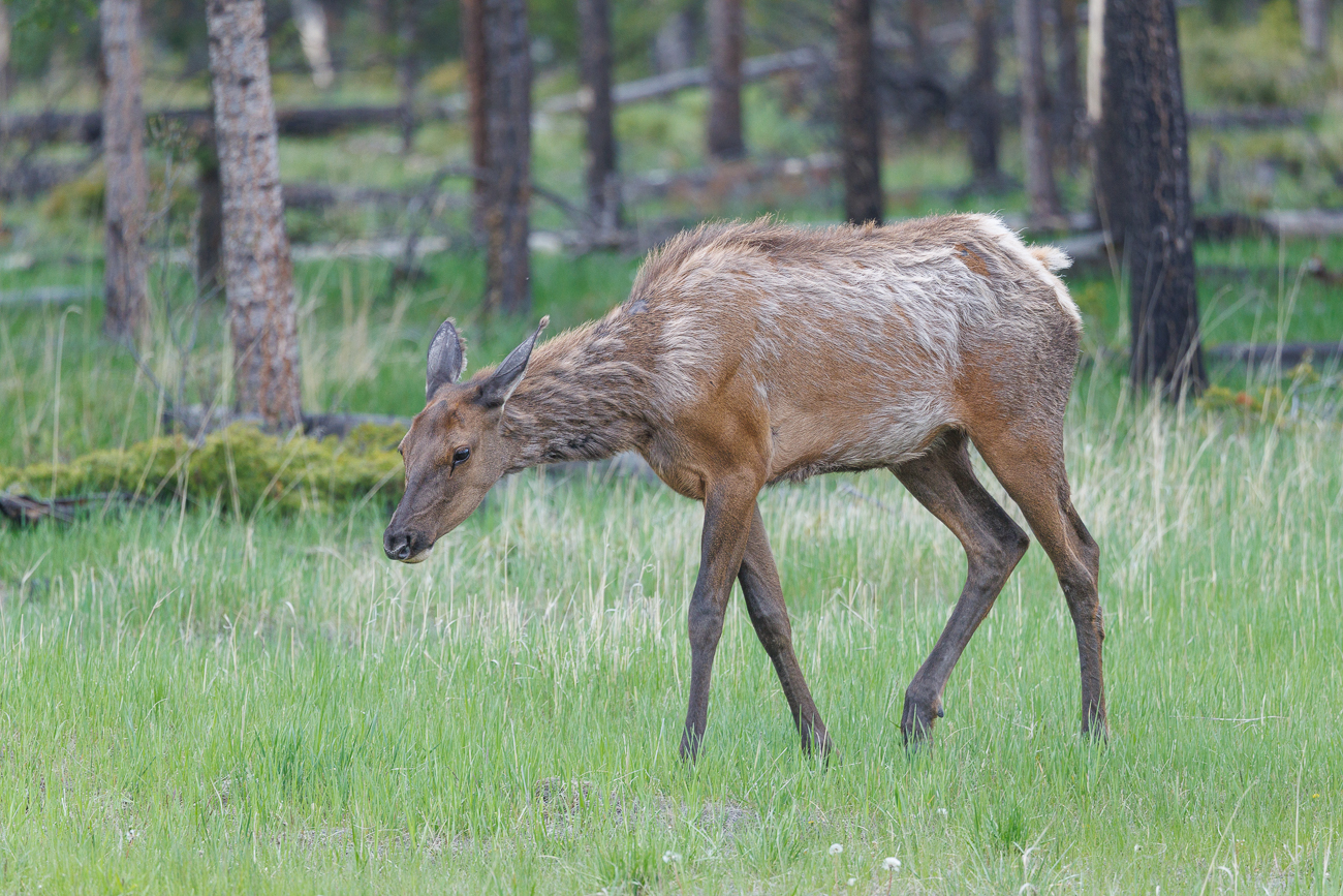 Wapiti-Kuh