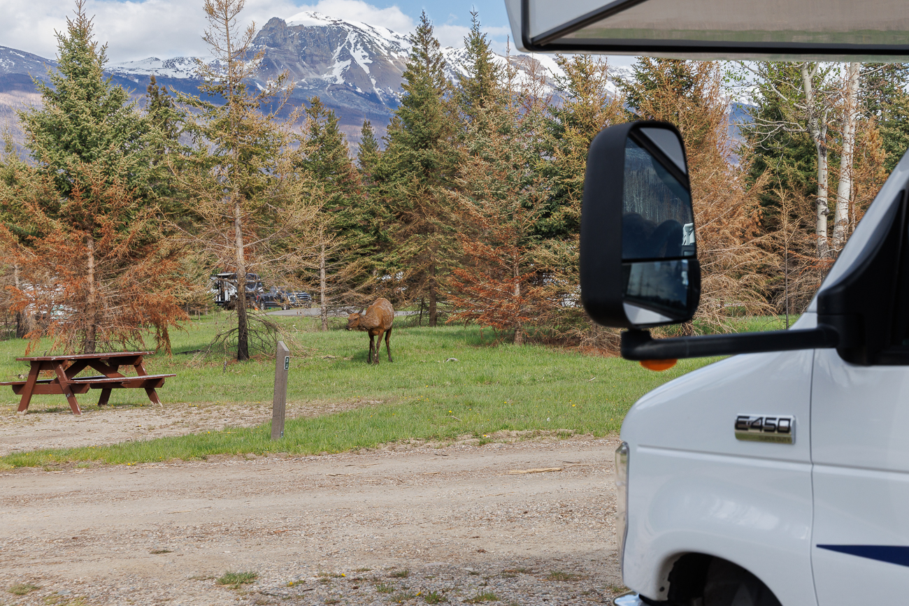 Auf dem Campingplatz laufen überall Wapitis herum