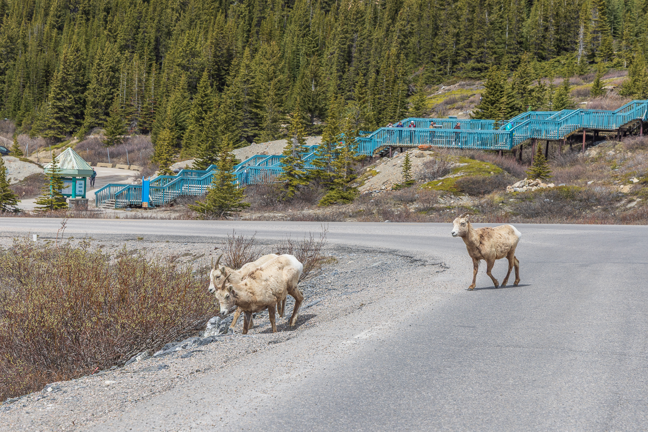 Auf dem Rückweg zum Parkplatz kreuzen wir den Weg einiger weiblicher Bighorn-Schafe