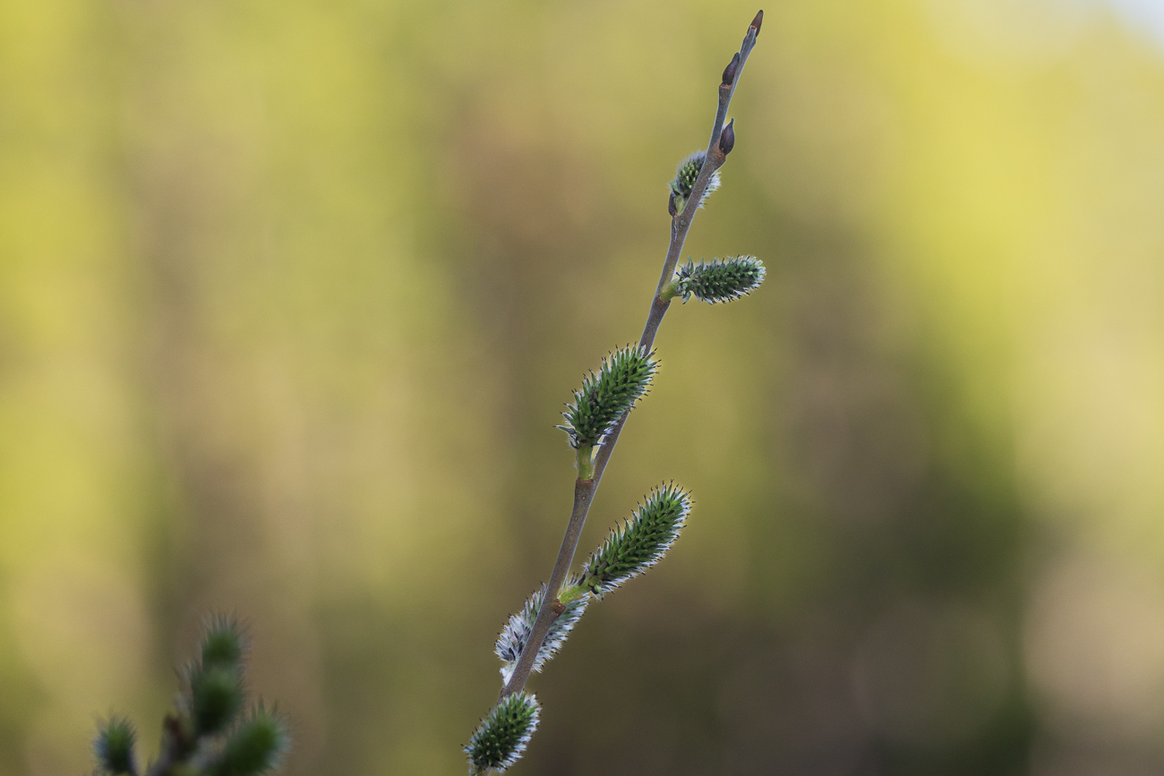 Sal-Weide [Salix caprea]