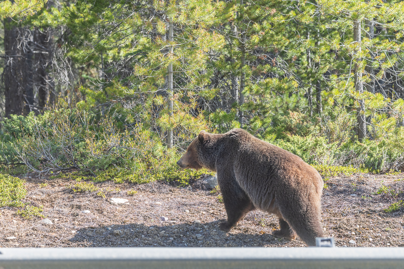 Ein stattlicher Grizzly hat gerade die Stra&szlig;e &uuml;berquert ...