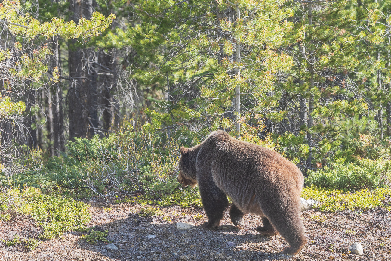 ... und zieht sich in den Wald zur&uuml;ck