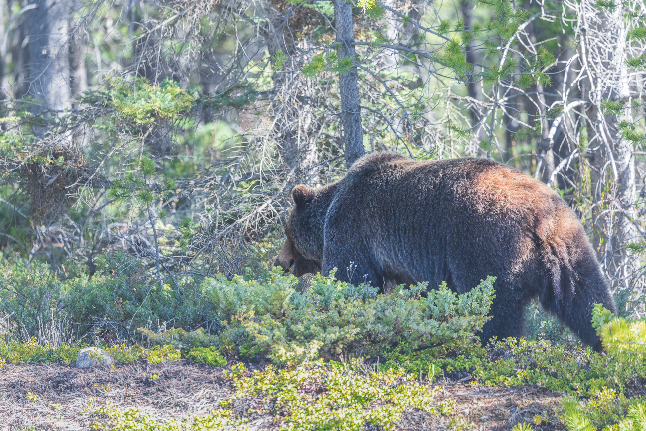 Tsch&uuml;ss Grizzly