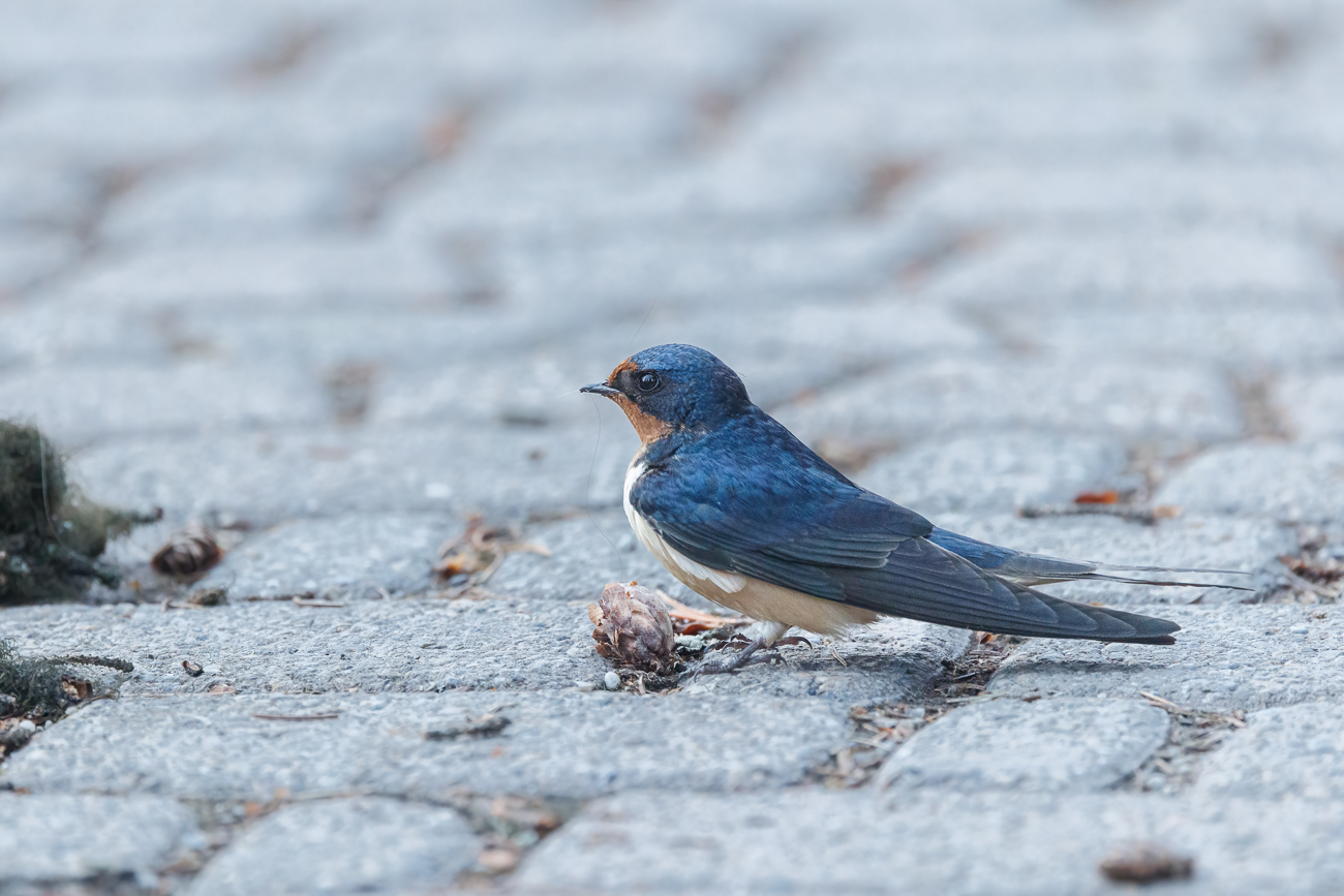 Eine Rauchschwalbe [Hirundo rustica) sucht ungew&ouml;hnlicherweise auf dem Boden nach Futter ...